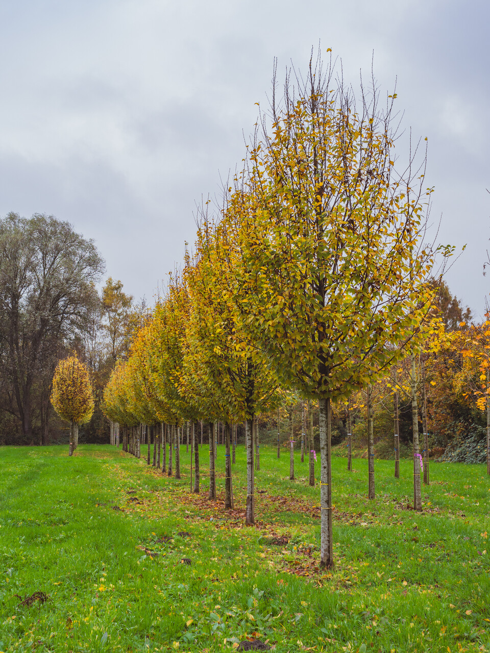 Carpinus betulus 'Lucas' | Carpinus betulus 'Lucas' - Van den Berk